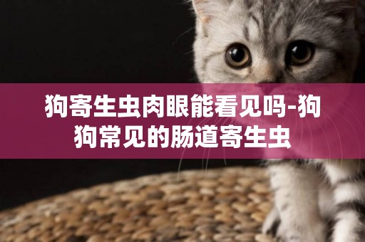 狗寄生蟲肉眼能看見嗎-狗狗常見的腸道寄生蟲