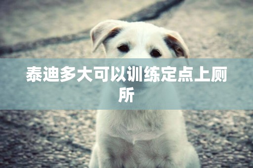 泰迪多大可以訓練定點上廁所