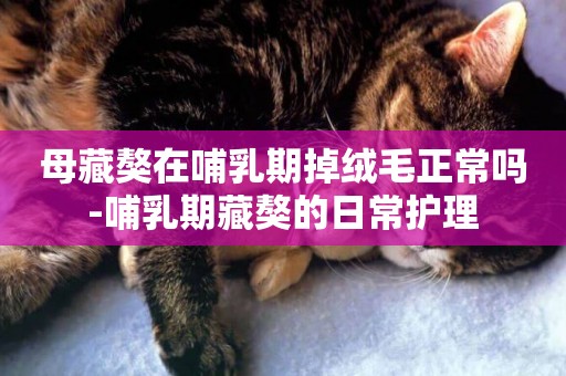 母藏獒在哺乳期掉絨毛正常嗎-哺乳期藏獒的日常護理