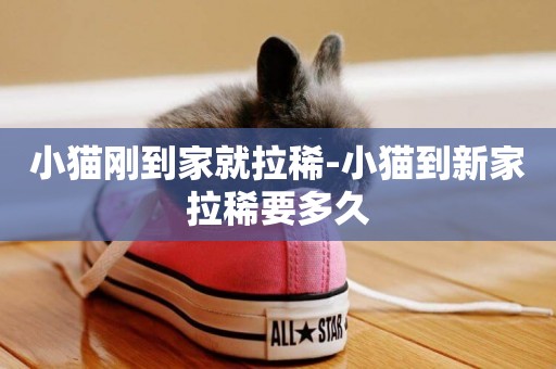 小貓剛到家就拉稀-小貓到新家拉稀要多久