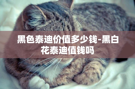 黑色泰迪價值多少錢-黑白花泰迪值錢嗎