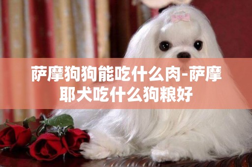 薩摩狗狗能吃什么肉-薩摩耶犬吃什么狗糧好