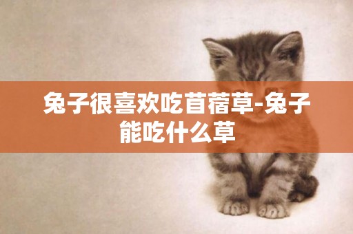 兔子很喜歡吃苜蓿草-兔子能吃什么草