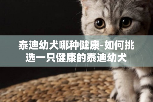 泰迪幼犬哪種健康-如何挑選一只健康的泰迪幼犬