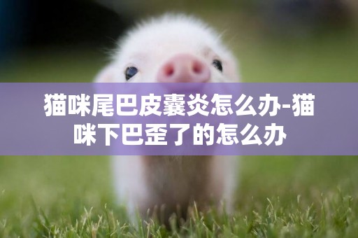 貓咪尾巴皮囊炎怎么辦-貓咪下巴歪了的怎么辦