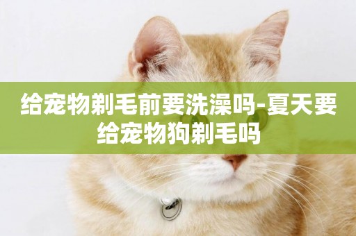 給寵物剃毛前要洗澡嗎-夏天要給寵物狗剃毛嗎