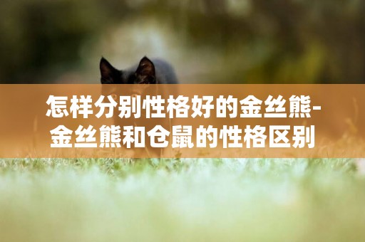 怎樣分別性格好的金絲熊-金絲熊和倉鼠的性格區別
