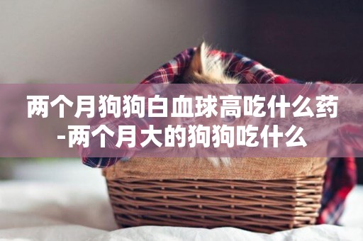兩個月狗狗白血球高吃什么藥-兩個月大的狗狗吃什么
