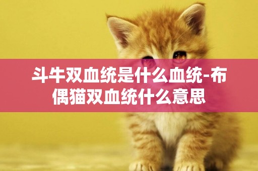 斗牛雙血統是什么血統-布偶貓雙血統什么意思