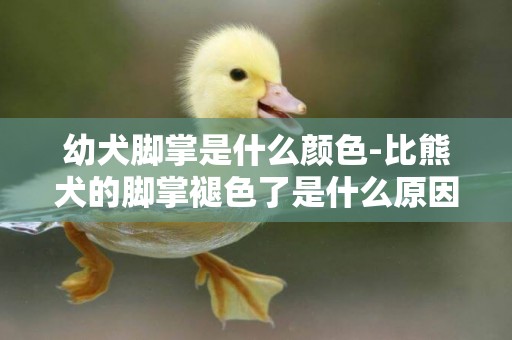 幼犬腳掌是什么顏色-比熊犬的腳掌褪色了是什么原因