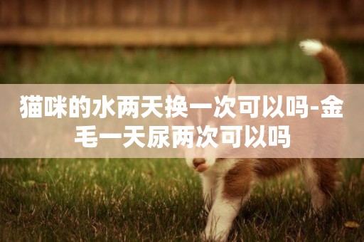 貓咪的水兩天換一次可以嗎-金毛一天尿兩次可以嗎