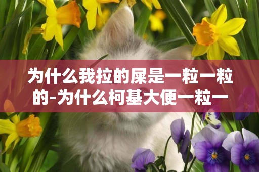 為什么我拉的屎是一粒一粒的-為什么柯基大便一粒一粒