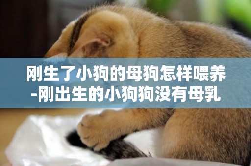 剛生了小狗的母狗怎樣喂養-剛出生的小狗狗沒有母乳要怎么喂養