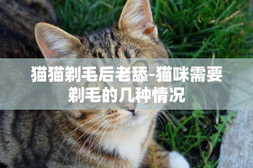 貓貓剃毛后老舔-貓咪需要剃毛的幾種情況