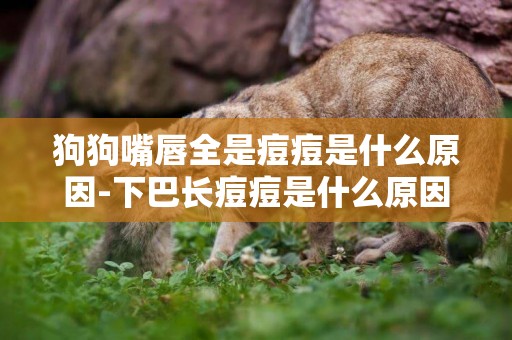 狗狗嘴唇全是痘痘是什么原因-下巴長痘痘是什么原因