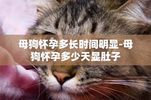 母狗懷孕多長時間明顯-母狗懷孕多少天顯肚子