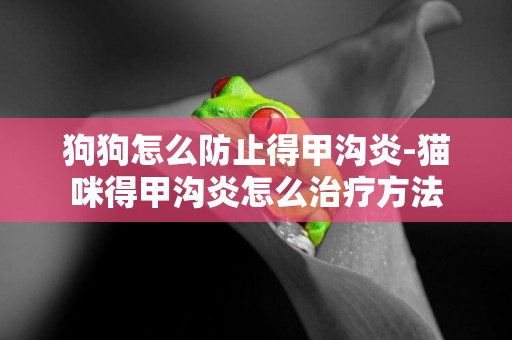 狗狗怎么防止得甲溝炎-貓咪得甲溝炎怎么治療方法
