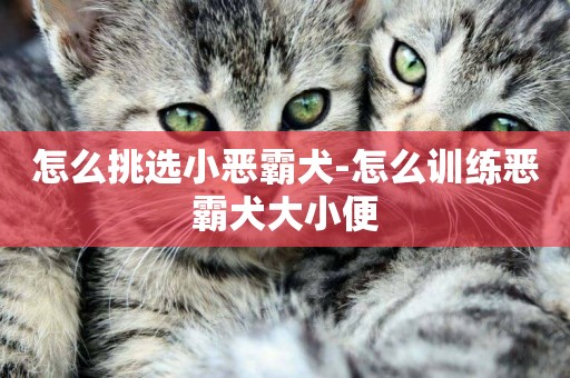 怎么挑選小惡霸犬-怎么訓練惡霸犬大小便