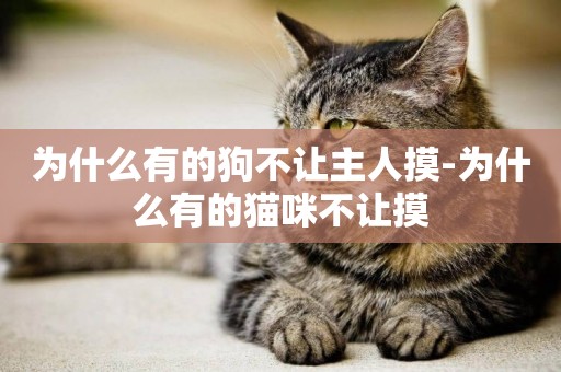 為什么有的狗不讓主人摸-為什么有的貓咪不讓摸
