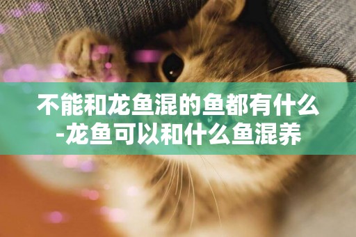 不能和龍魚混的魚都有什么-龍魚可以和什么魚混養