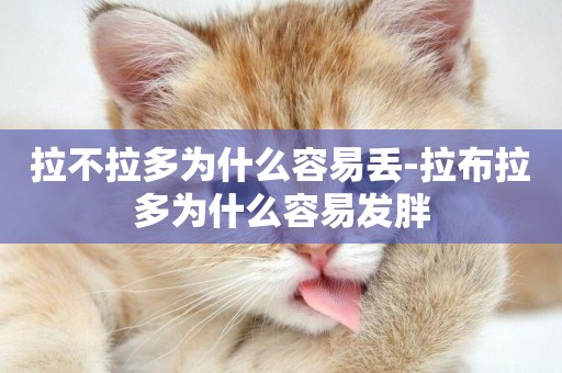 拉不拉多為什么容易丟-拉布拉多為什么容易發胖