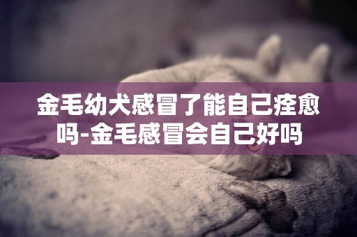 金毛幼犬感冒了能自己痊愈嗎-金毛感冒會自己好嗎