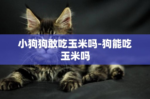 小狗狗敢吃玉米嗎-狗能吃玉米嗎