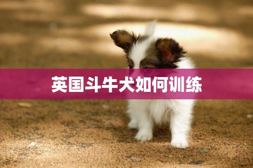 英國斗牛犬如何訓練