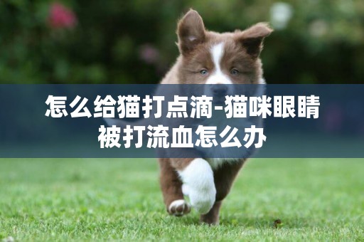 怎么給貓打點滴-貓咪眼睛被打流血怎么辦