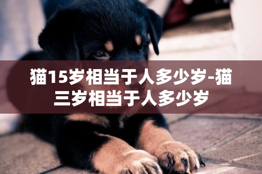 貓15歲相當于人多少歲-貓三歲相當于人多少歲
