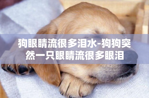狗眼睛流很多淚水-狗狗突然一只眼睛流很多眼淚