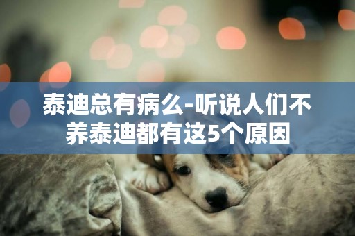 泰迪總有病么-聽說人們不養泰迪都有這5個原因