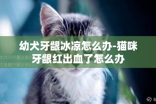 幼犬牙齦冰涼怎么辦-貓咪牙齦紅出血了怎么辦