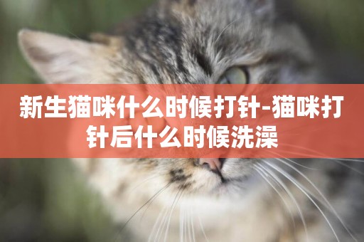 新生貓咪什么時候打針-貓咪打針后什么時候洗澡
