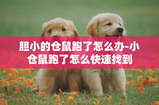 膽小的倉鼠跑了怎么辦-小倉鼠跑了怎么快速找到