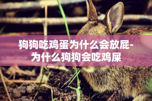 狗狗吃雞蛋為什么會放屁-為什么狗狗會吃雞屎