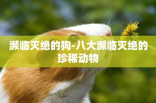 瀕臨滅絕的狗-八大瀕臨滅絕的珍稀動物