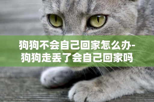 狗狗不會自己回家怎么辦-狗狗走丟了會自己回家嗎