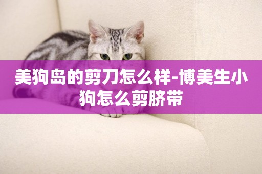 美狗島的剪刀怎么樣-博美生小狗怎么剪臍帶
