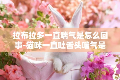 拉布拉多一直喘氣是怎么回事-貓咪一直吐舌頭喘氣是怎么回事
