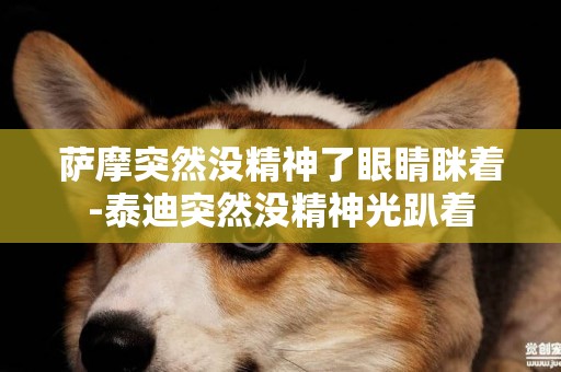 薩摩突然沒精神了眼睛瞇著-泰迪突然沒精神光趴著