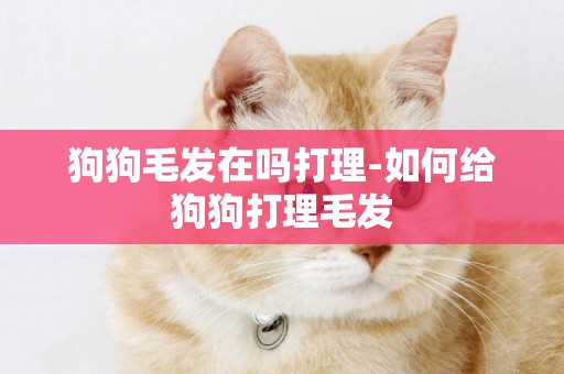 狗狗毛發在嗎打理-如何給狗狗打理毛發