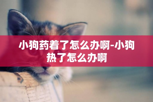 小狗藥著了怎么辦啊-小狗熱了怎么辦啊
