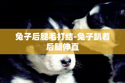兔子后腿毛打結-兔子趴著后腿伸直