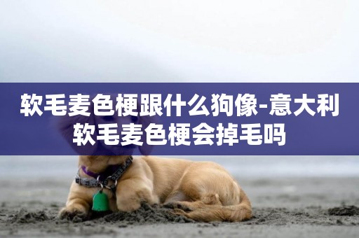 軟毛麥色梗跟什么狗像-意大利軟毛麥色梗會掉毛嗎