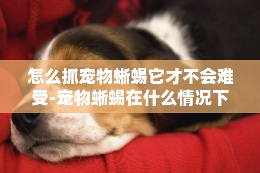 怎么抓寵物蜥蜴它才不會難受-寵物蜥蜴在什么情況下會咬人