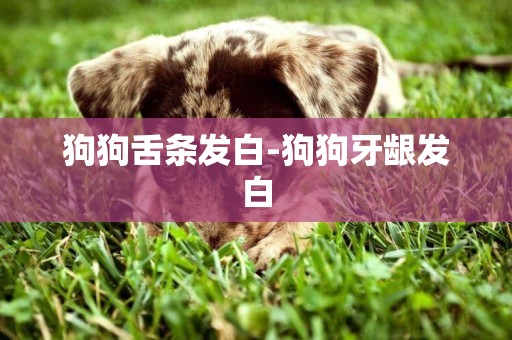 狗狗舌條發白-狗狗牙齦發白