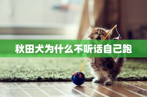 秋田犬為什么不聽話自己跑