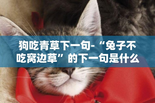 狗吃青草下一句-“兔子不吃窩邊草”的下一句是什么