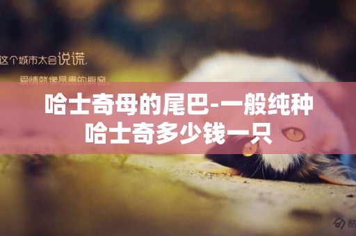 哈士奇母的尾巴-一般純種哈士奇多少錢一只